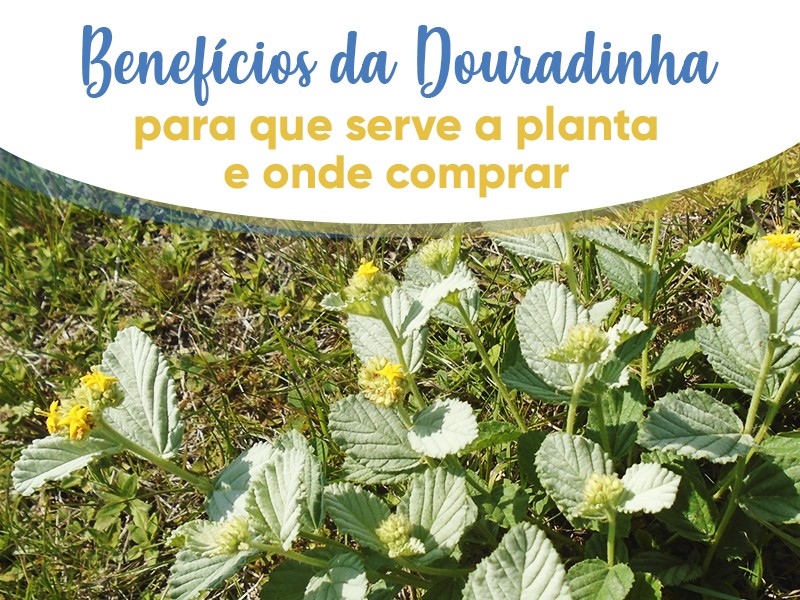 Benefcios da Douradinha: para que serve a planta e onde comprar